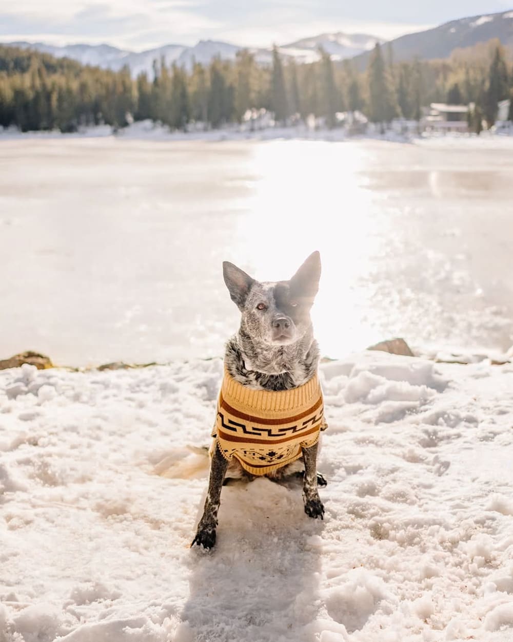 Pendleton Buy Westerley Pet Sweater Iconic Cozy Knit for Pets