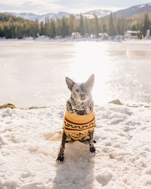 Pendleton Buy Westerley Pet Sweater Iconic Cozy Knit for Pets