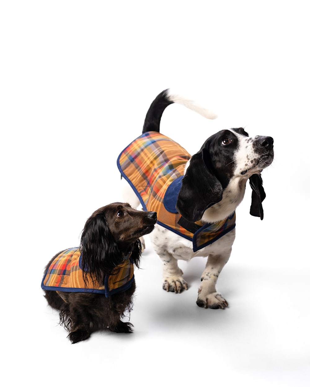 Pendleton Shop Desert Plaid Pet Coat in Pet Accessories