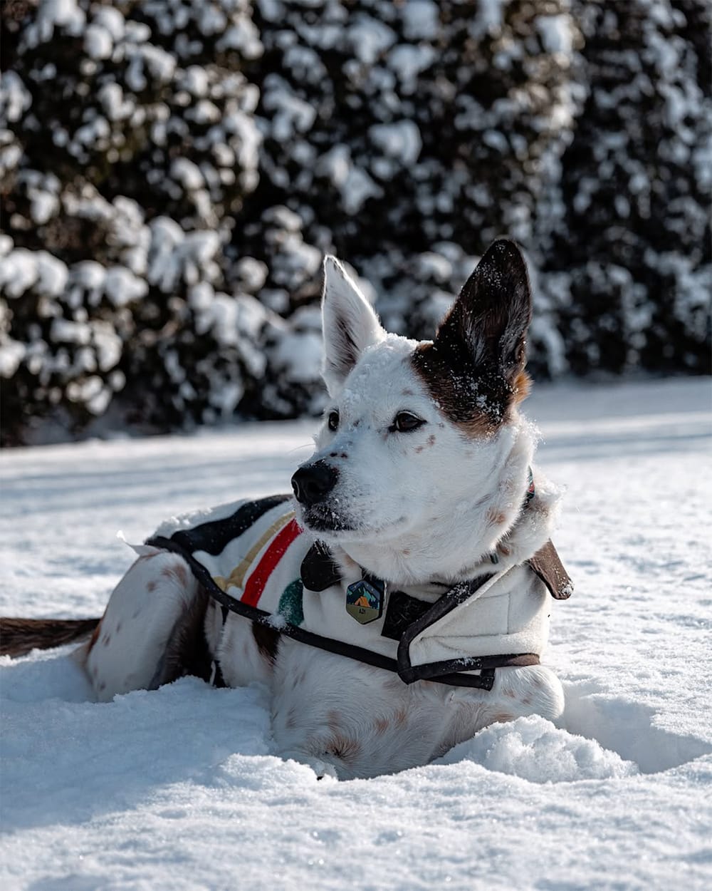 Pendleton Shop Stylish Glacier Park Pet Vest for Comfort